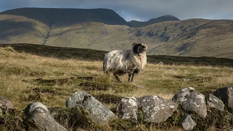 Bo Scheeringa/Alamy Stock Photo The bogland appears mostly vast and empty, but sheep can still be found grazing in the wilderness (Credit: Bo Scheeringa/Alamy Stock Photo)
