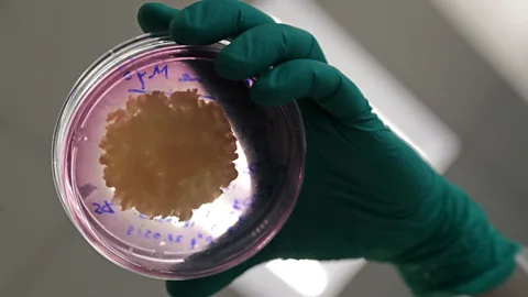 Getty Images Without the addition of dyes and cultured connective tissues, cultured meat can look a little like a blob of fat (Credit: Getty Images)