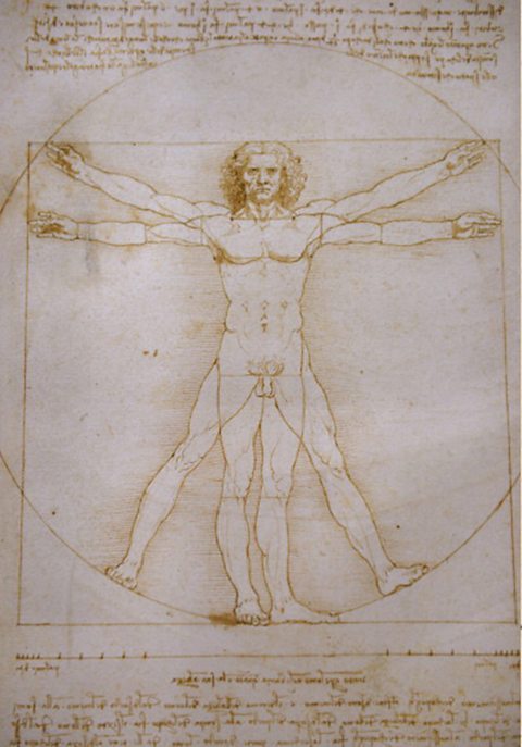 A drawing of a male body