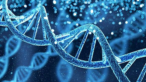 A strand of DNA. It has the shape of a double helix.