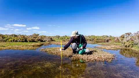 A researcher measuring the depth of a river