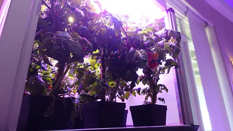 Kerry Sheridan/AFP/Getty Images Vegetables can already be grown under UV light in the ISS, paving the way for kitchen gardens on longer missions (Credit: Kerry Sheridan/AFP/Getty Images)