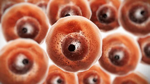 Alamy B cells under the microscope (Credit: Alamy)