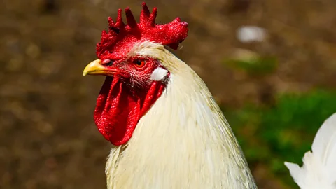 Alamy B cells were first discovered in chickens in the 1960s (Credit: Alamy)