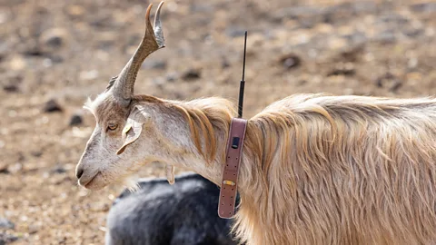 Devastating': Australian scientists race to save endangered wild