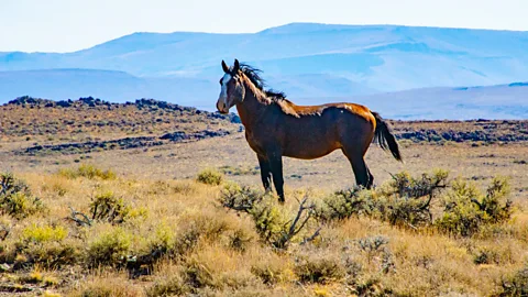 The animals that detect disasters