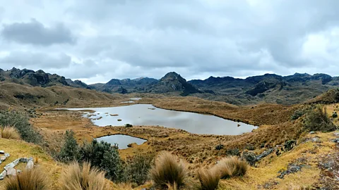 Egle Gerulaityte This part of the Ecuadorian Andes remains unspoiled by human activity (Credit: Egle Gerulaityte)