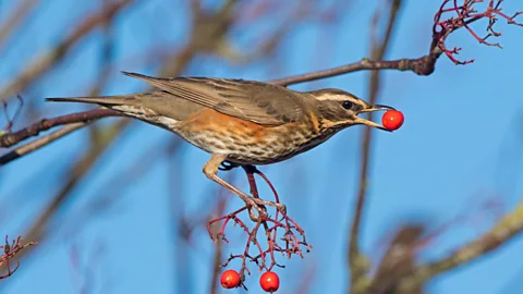 Getty Images Around a million redwings migrate to the UK every year (Credit: Getty Images)