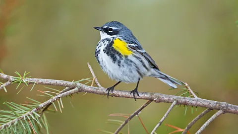 Getty Images The yellow-rumped warbler mostly migrates at night, travelling around 312 km per day (194 miles per day) in the spring (Credit: Getty Images)