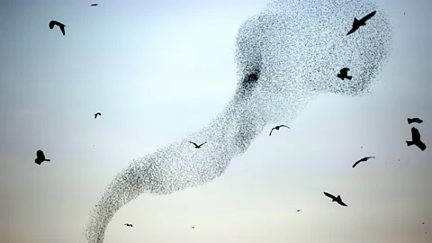 Getty Images A murmuration of starlings (Credit: Getty Images)