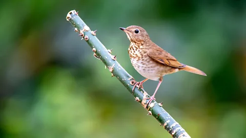 Alamy When they're not migrating, Swainson's thrushes are usually found in dense forests, chasing after insects or plucking berries off branches (Credit: Alamy).