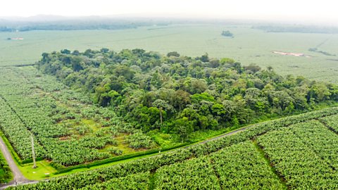 An image showing deforestation.