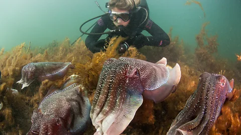 Carl Charter The mass spawning was a relatively unknown marine phenomenon until the early 2000s (Credit: Carl Charter)