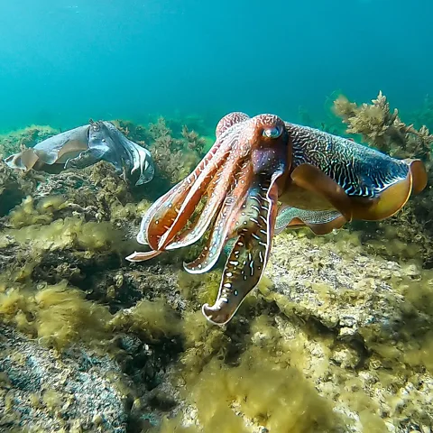 Chris Bell The Giant Australian cuttlefish is endemic to southern coastal waters of Australia (Credit: Chris Bell)