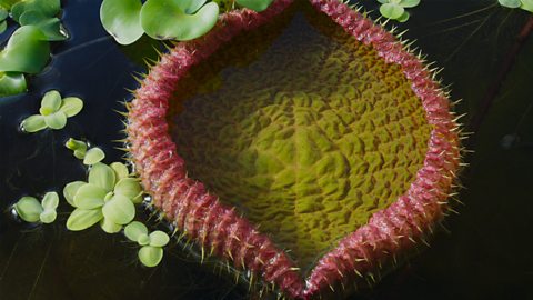 An image of a Giant Water Lilly close up. 