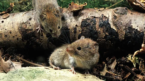 Getty Images Like some species of vole, pair-bonding might make us 'addicted' to our partners, reducing promiscuous behaviours (Credit: Getty Images)