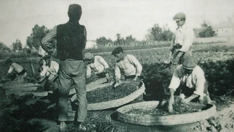 Alquería El Machistre Tiger nut cultivation was extremely labour intensive before the use of machinery (Credit: Alquería El Machistre)