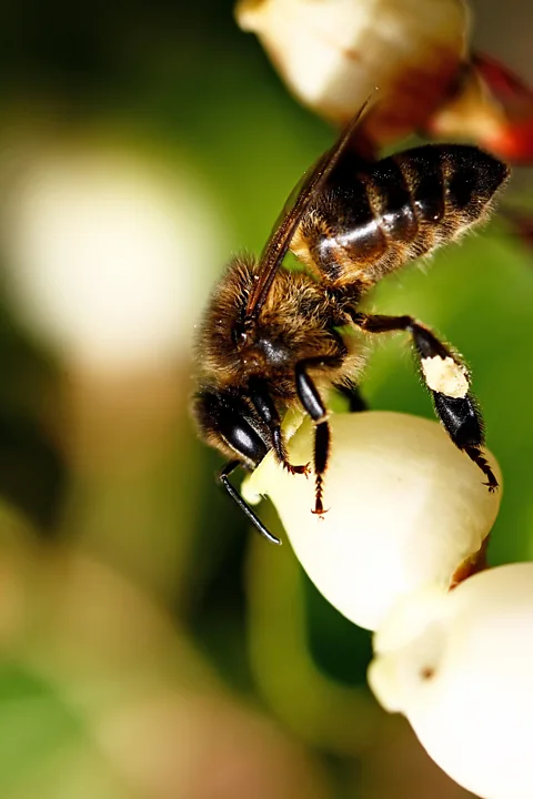 Mauro Rodrigues/Alamy Bees pollinate and collect nectar from the corbezzolo shrub's bell-shaped white flowers (Credit: Mauro Rodrigues/Alamy)