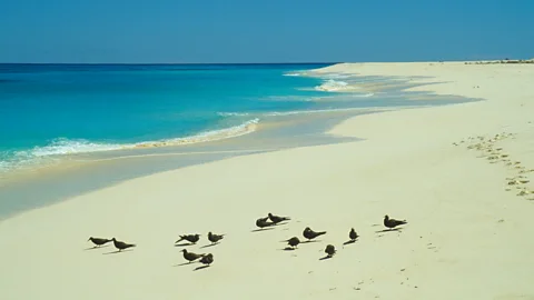 Wolfgang Kaehler/Getty Images The island was described as "covered with birds innumerable" when it was first discovered (Credit: Wolfgang Kaehler/Getty Images)