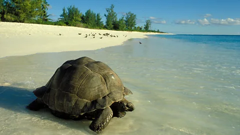 Wolfgang Kaehler/Getty Images Today 24 giant tortoises also live on Bird Island (Credit: Wolfgang Kaehler/Getty Images)