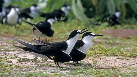 Michel VIARD/Getty Images Sooty terns need sandy soil to lay their eggs on the ground, which was hard to find when the island was covered in palm trees (Credit: Michel VIARD/Getty Images)