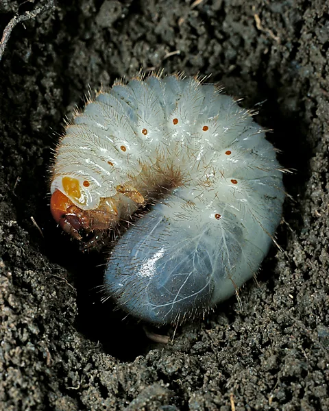 Paul Starosta/Getty Images Cockchafer larvae produce a "creaking" song by grinding their mandibles together to perhaps signal their presence to others nearby (Credit: Paul Starosta/Getty Images)