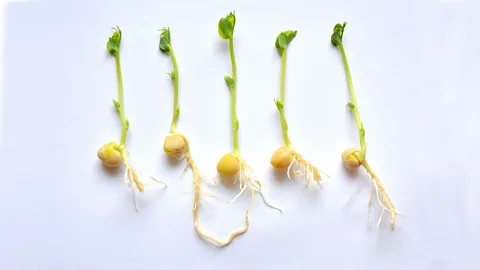 Alamy There is some evidence that pea plant roots grow towards the sound of flowing water (Credit: Alamy)