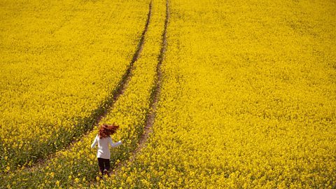 The bright dandelion-yellow flowers of oilseed rape