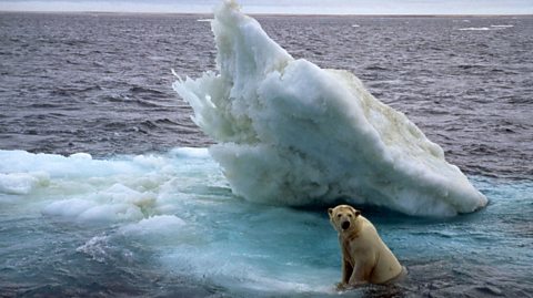 A photo from the film Arctic Tale. A polar bear is pulling itself out of the sea onto a solitary piece of floating ice.