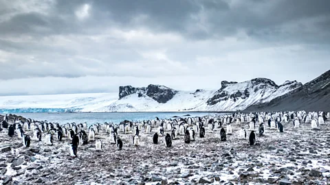 Ruben Earth/Getty Images Deception Island is now teeming with wildlife, including tens of thousands of chinstrap penguins (Credit: Ruben Earth/Getty Images)