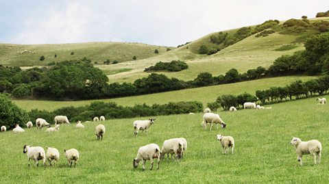 A photograph of some sheep grazing in a meadow. 
