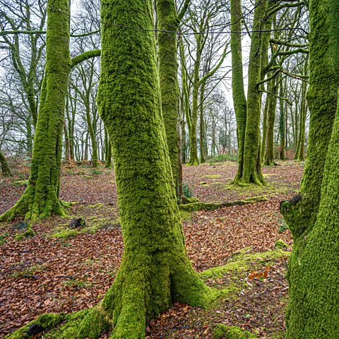 What Side of the Tree Does Moss Grow On? - Woodland Trust