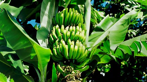 Bananas growing on trees in Barbados. 