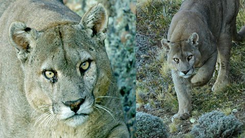 BBC One - Dynasties - Puma ID guide