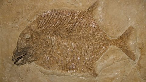 A fossil of a fish in a sedimentary rock