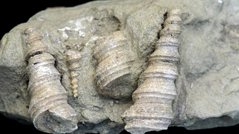 Fossils within a grey rock