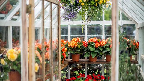 A greenhouse full of flowers