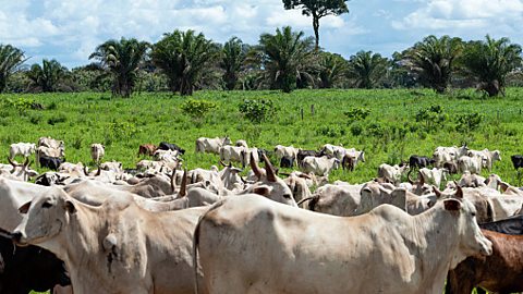 Cattle grazing on grasslands with a forest in the background