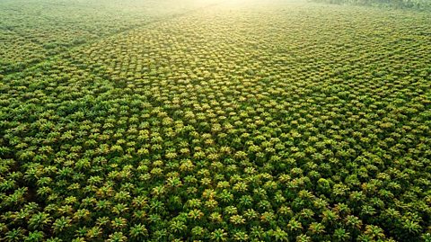 Palm tree plantation