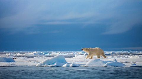 A polar bear walking across the ice