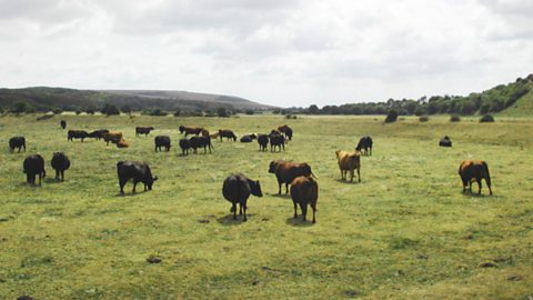 Production of grass can be boosted by effective use of fertilisers