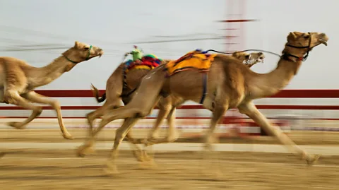 Getty Images Camel racing is a hugely popular "heritage sport" in the United Arab Emirates, with the most highly prized camels fetching up to £1.6m ($2.2 m) (Credit: Getty Images)