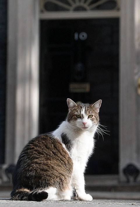 Larry the cat outside number 10