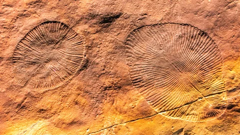 Zeytun Travel Images/Alamy Stock Photo The discovery of the Ediacaran Biota, dating back 570 million years, changed our understanding of natural science (Credit: Zeytun Travel Images/Alamy Stock Photo)