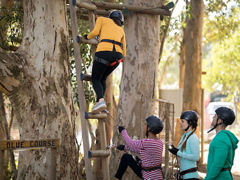 A group of friends wearing climbing gear stood a the bottom of a tree. One of the people is climbing up a wooden ladder next to the tree.