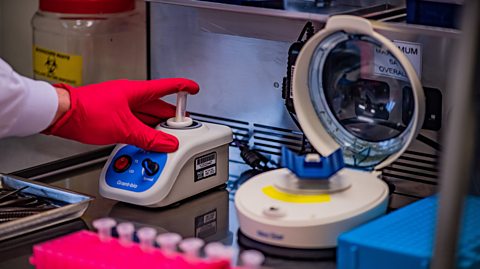 A photo of a lab experiment. A hand wearing a red surgical glove adjusts a piece of equipment. In the foreground there is a red rack of test tubes.