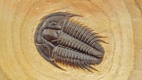 Getty Images What kind of behaviours did trilobites have? We have to make many inferences (Credit: Getty Images)