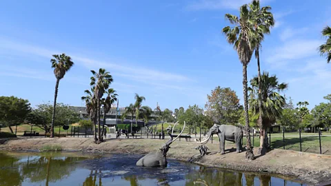 Getty Images The La Brea tar pits offer one route, but you might be found early – the Los Angeles police have been known to search there for murder clues (Credit: Getty Images)