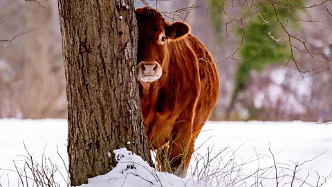 Getty Images Waste from farms can be harvested and its methane captured to be burned as fuel, instead of being released into the atmosphere (Credit: Getty Images)