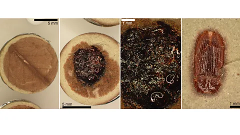 Evan Saitta et al A selection of thermally matured specimens, from left-right: a leaf, tree resin with close-up, a beetle (Credit: Evan Saitta et al)